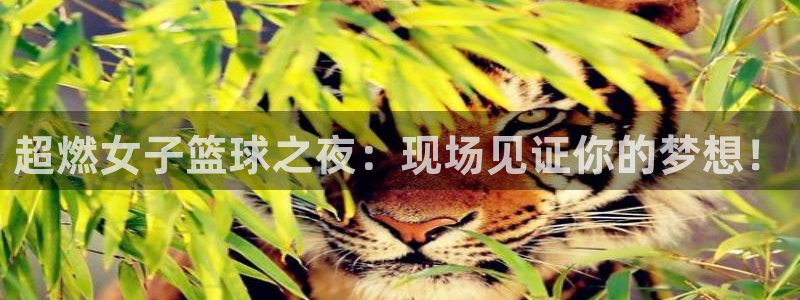 极速直播吧nba直播：超燃女子篮球之夜：现场见证你的梦想！